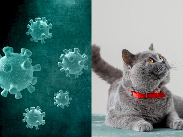 Kasus Penularan COVID-19 dari Kucing ke Manusia Ditemukan untuk Pertama Kalinya