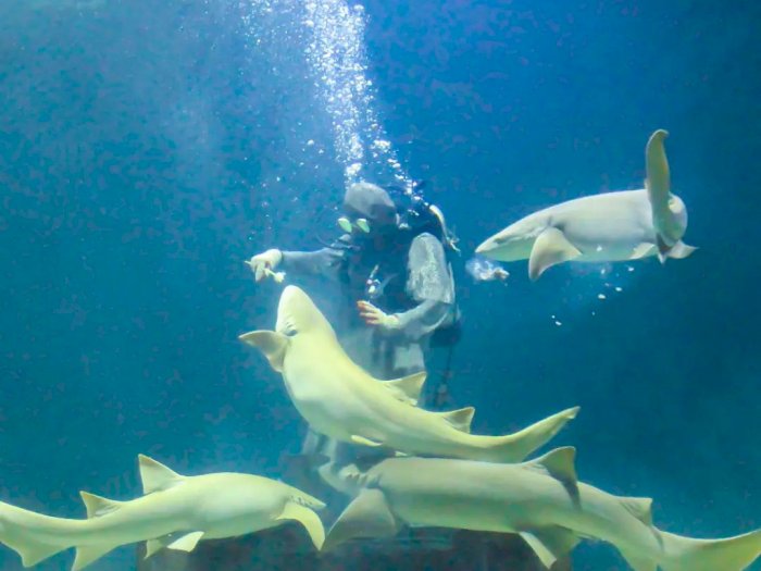 Sea World Ancol hingga Jakarta Aquarium Rekomendasi Tempat Wisata saat Musim Hujan