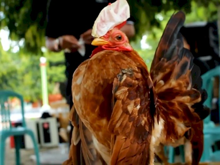 Wow! Ini Wujud Ayam Terkecil di Dunia, Harganya Bikin Tercengang