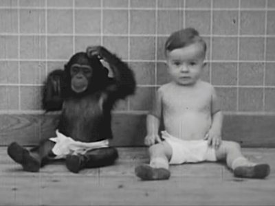 Bayi Manusia dan Simpanse Pernah Dibesarkan Bersama, Eksperimen yang Berujung Kematian!
