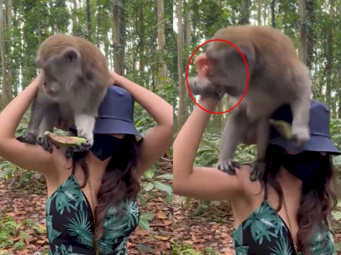 Rangkul Monyet saat Berfoto, Wisatawan Cantik Menjerit saat Tangannya Tiba-Tiba Digigit