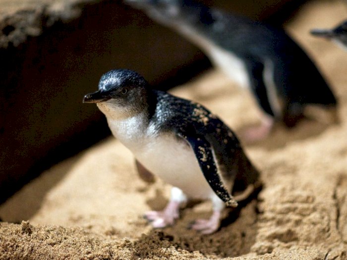 Ratusan Penguin Terkecil di Dunia Ditemukan Mati Misterius di Selandia Baru