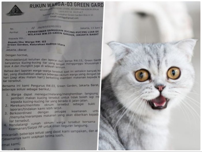 Viral Surat Edaran Larang Beri Makan Kucing Liar di Jakarta: Ngeyel, Disamperin Satpol PP