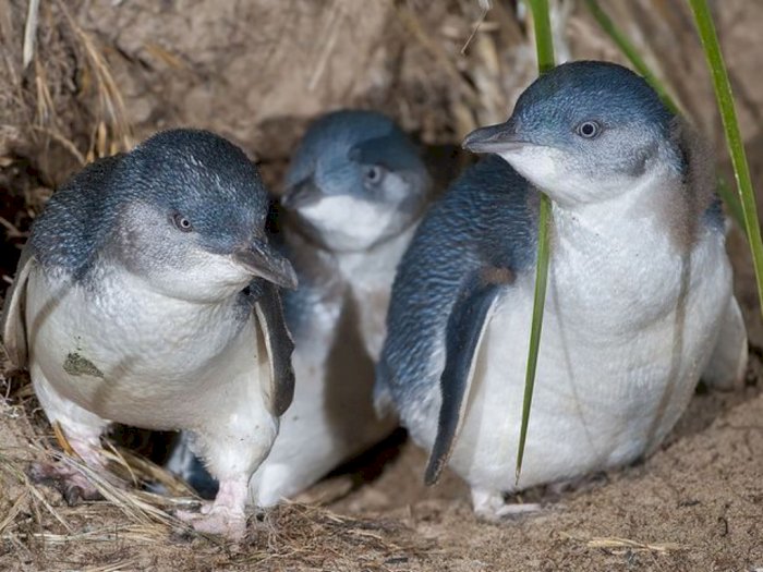 Misteri Ratusan Penguin Kecil Mati di Selandia Baru Kini Terkuak, Ternyata Gegara..