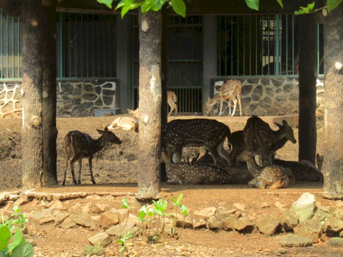 Enggak Cuma JIS dan MRT, Ternyata Jakarta Punya Kebun Binatang Terluas ke-2 di Dunia! 