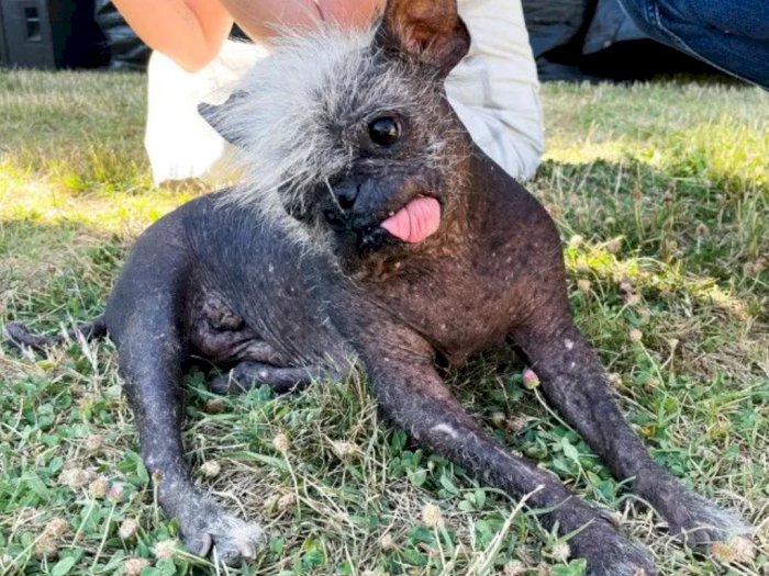 Malangnya 'Mr Happy Face', Anjing Terjelek di Dunia Berumur 17 Tahun, Korban Kekerasan