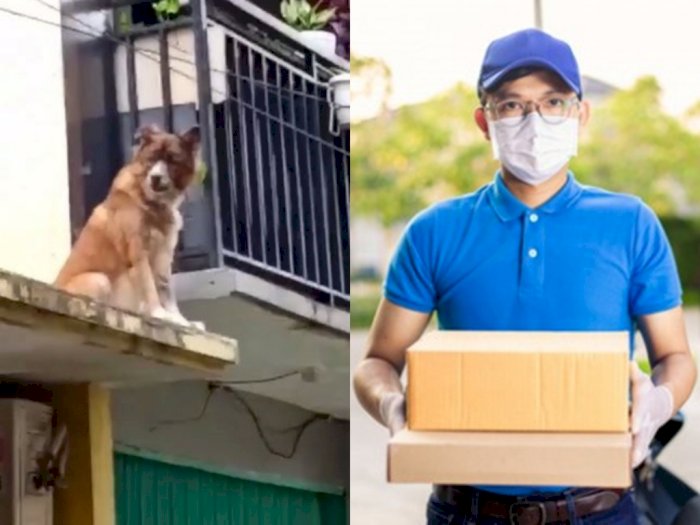 Ngeri, Kurir Paket Takut Antar Barang Gegara Anjing Pemilik Rumah Berjaga di Atas Atap!