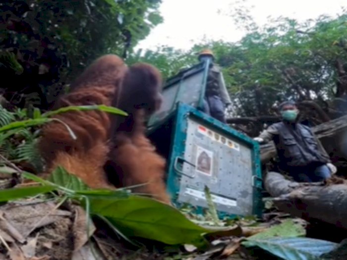 Momen Orangutan Dilepasliarkan usai 12 Tahun Jalani Rehabilitasi, Tenaganya Bikin Takjub!