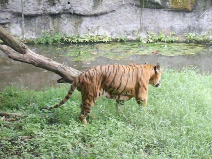 Bertatap Muka dengan Harimau Sumatera Tanpa Rasa Khawatir, Mau Coba?