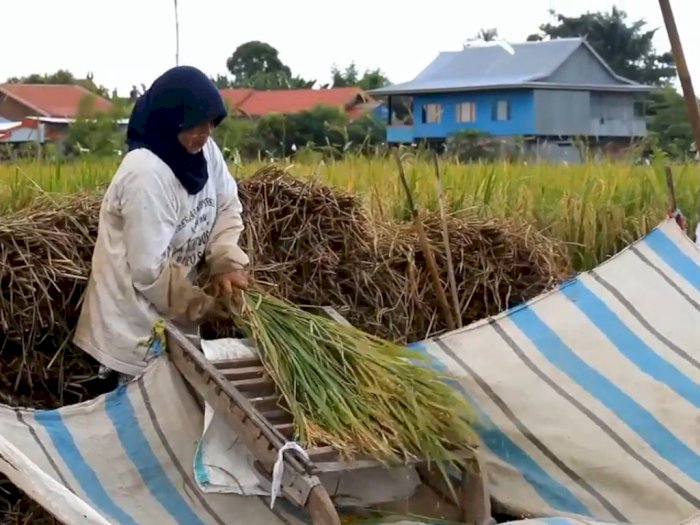 Kisah Buruh Tani Wanita di Sulawesi, dari Sekarung Gabah Bisa Sekolahkan Dua Anaknya