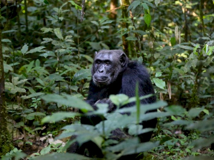 Aneh, Simpanse Afrika Timur Menggali Sumur Demi Air Bersih, Ngadopsi Kebiasaan Manusia