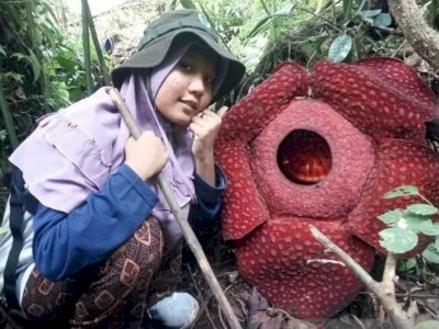 Indahnya Hamparan Bunga Raflesia di Ranah Minang, Langka Tapi Harus Dilestarikan