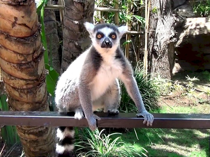 Bukan di Madagaskar, Kerajaan Lemur ini Ada di Kota Batu, Jawa Timur! 