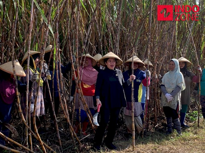 Puan Maharani Ikut Panen Tebu di Cirebon, Janji Cari Solusi Keluhan Petani