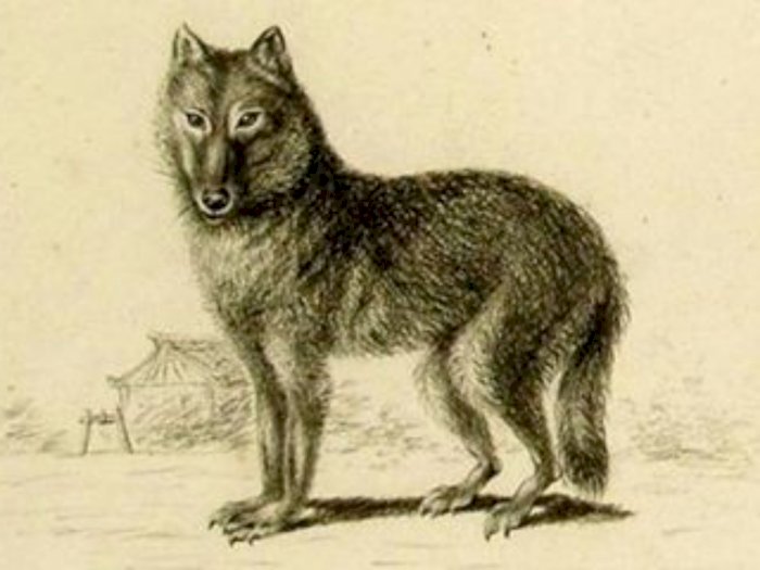 Ternyata, Nenek Moyang Anjing Merupakan Serigala Abu-Abu Purba yang Hidup di Zaman Es