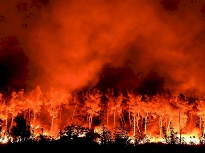 Kebakaran Hutan Global Meningkat 25% Akibat Dampak Perubahan Iklim yang Terjadi