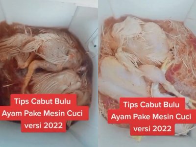 Wanita Ini Bagikan Tips Cabut Bulu Ayam Pakai Mesin Cuci, Netizen: Kasihan Ayamnya!