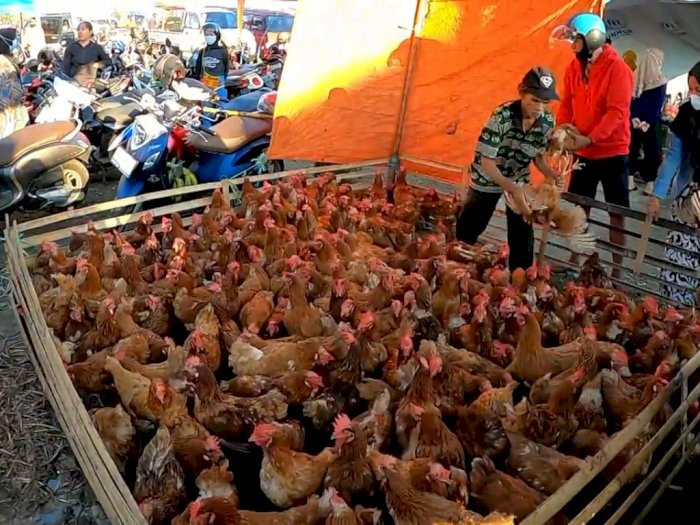 Warga Kota Ini Berburu Ayam Jago Jelang Idul Adha, Alasannya Bikin Terenyuh