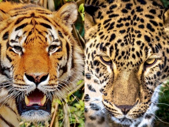 Ini 4 Perbedaan Harimau dengan Macan, Mulai dari Ukuran Tubuh hingga Masa Hidupnya