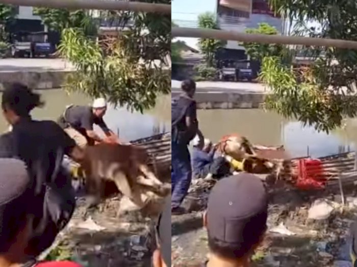 Video Sapi Kurban Bersama Penjagal Tercebur ke Sungai, Terlepas Saat Disembelih  