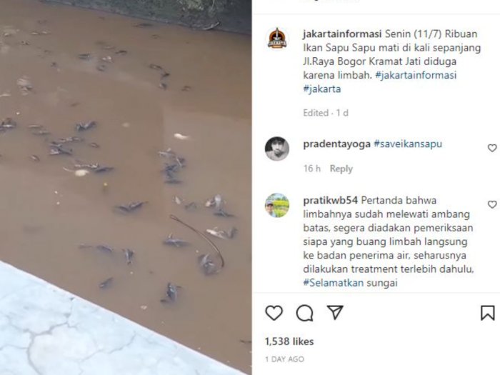 Viral Ribuan Ikan Sapu-sapu Mati Mengapung di Kali Baru, Riza Patria Buka Suara