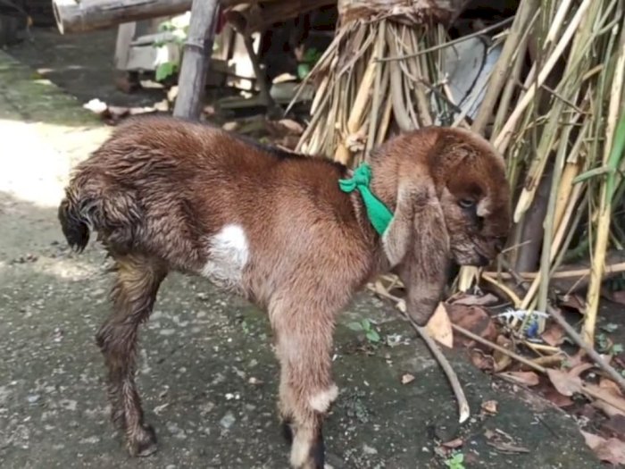 Warga Ponorogo Geger, Ada Kambing Berkaki Tiga Doyan Minum Susu Formula 