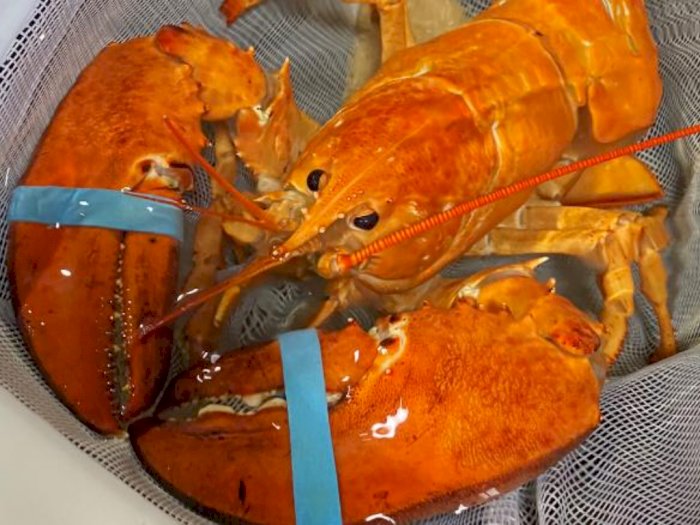 Lobster Super Langka Nyaris Jadi Santapan di Resto, Ternyata Cuma Ada Satu dari 30 Juta