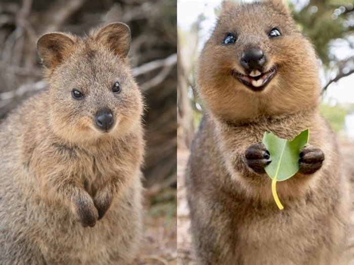 Kenalin Nih Quokka, Hewan yang Paling Bahagia di Dunia karena Senantiasa Tersenyum