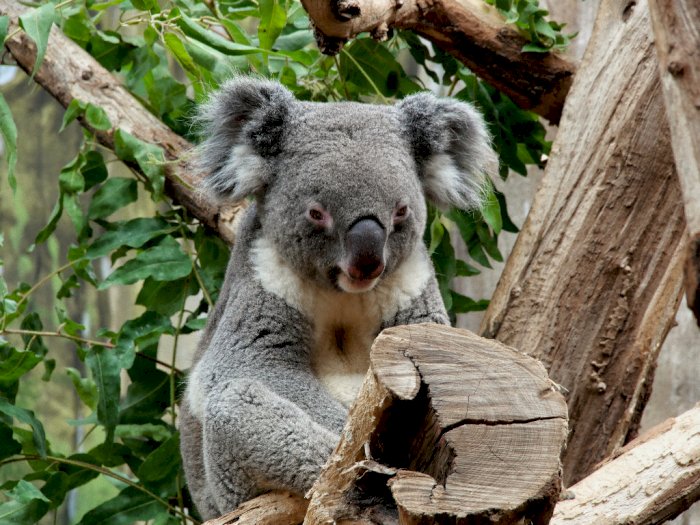 Penyebab Australia Kehilangan Lebih Banyak Spesies Mamalia Dibandingkan dengan Benua Lain