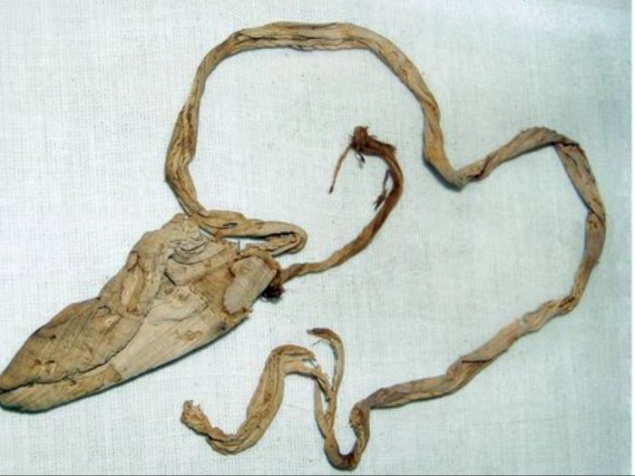 Penampakan Kondom Firaun yang Ditemukan Arkeolog, Bentuknya seperti Tali