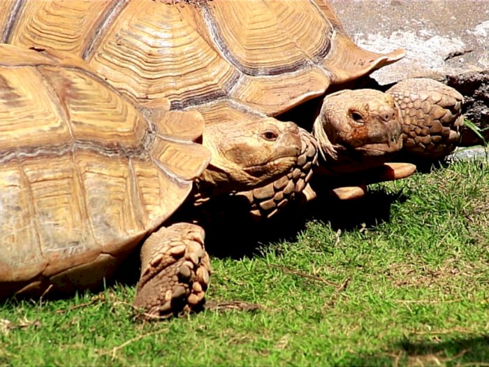 Baru Tahu, Kura-kura Penghuni Gurun Sahara Ternyata Doyan Makan Tauge!