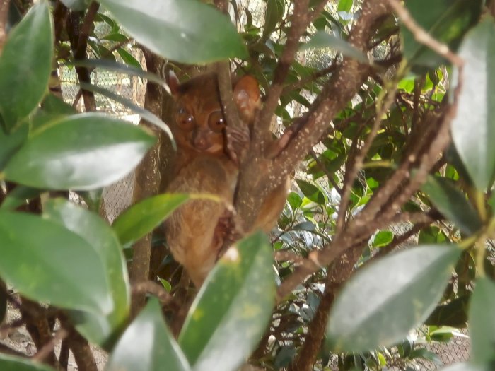 Primata Terkecil di Dunia Ada di Indonesia! Sering Disebut Monyet Hantu,Sekecil Apa?