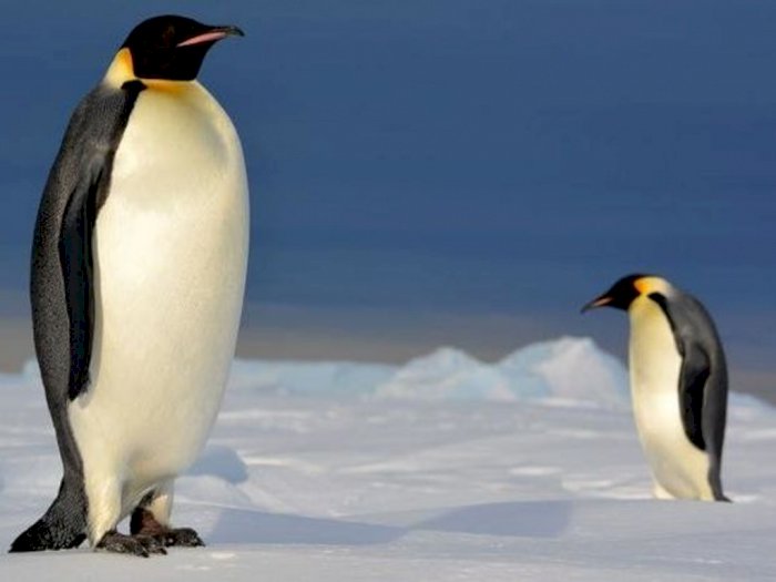 Gegara Perubahan Iklim, Para Penguin Kutub Kabur ke Tempat yang Tak Pernah Terjamah