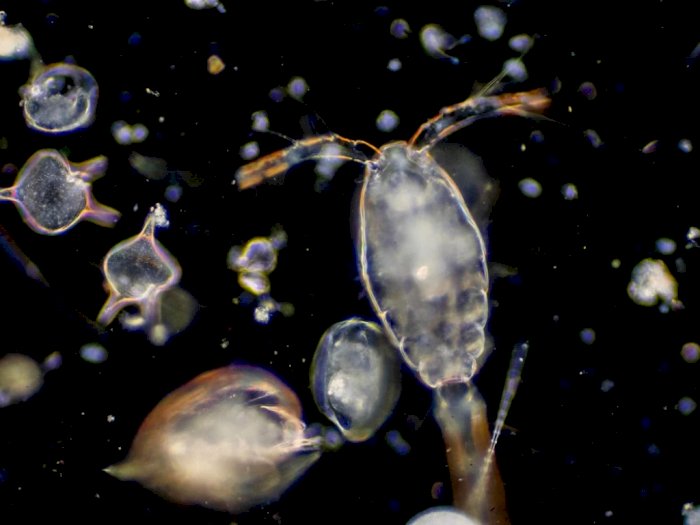 Ilmuwan: 90 Persen Plankton di Samudra Atlantik Telah Hilang