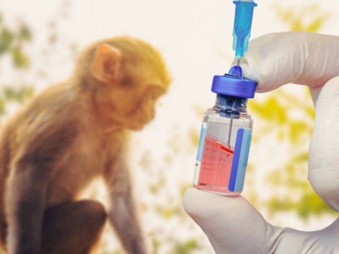 WHO Belum Rekomendasikan Vaksin Massal Cacar Monyet, Kemenkes: BPOM juga Belum Izin