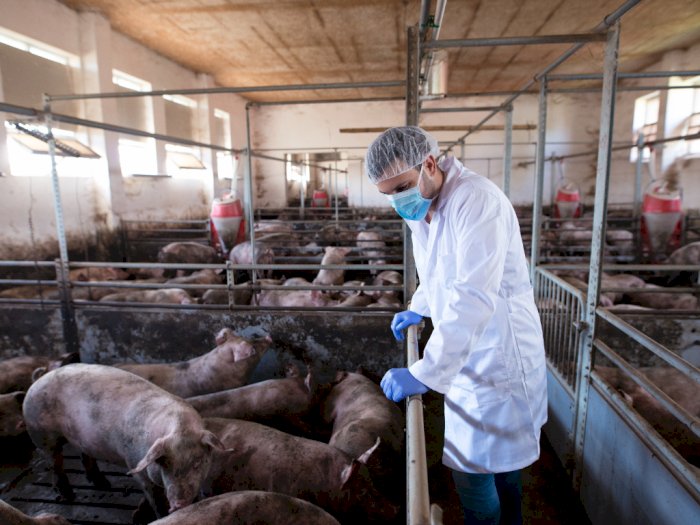 Ilmuwan China Klaim Susu Babi Sangat Bergizi, Bakal Jadi Minuman Manusia