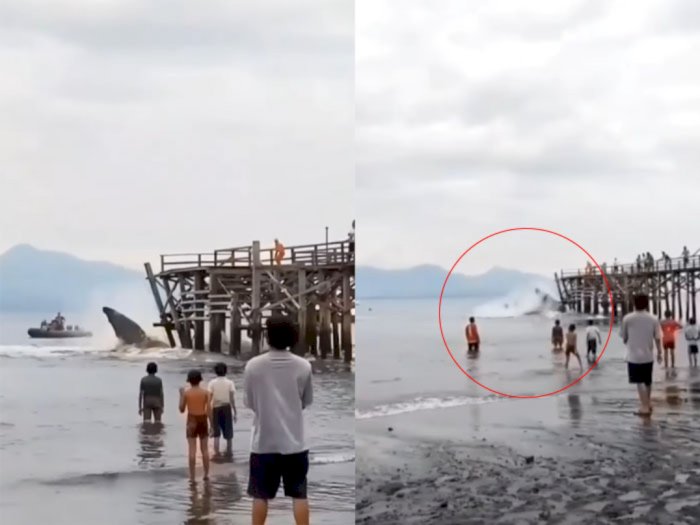 Detik-detik Paus Bungkuk Ngamuk Seruduk Dermaga Saat Terdampar di Perairan Banyuwangi