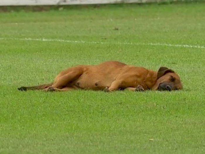 Unyu! Seekor Anjing Tidur Siang di Tengah Lapangan saat Pertandingan Liga Paraguay
