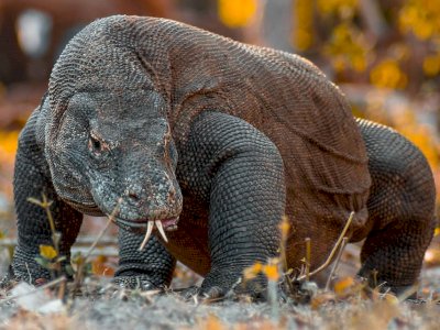 Asyik! Sampai Akhir 2022 Tiket Masuk Taman Nasional Komodo Jadi Rp 150 Ribu