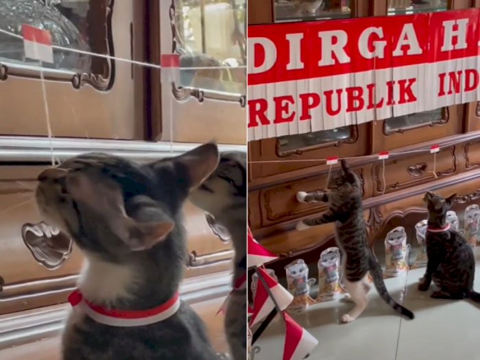 Para Kucing Ikut Meriahkan Lomba HUT ke-77 Kemerdekaan RI, Bikin Gemes Nih Guys! 