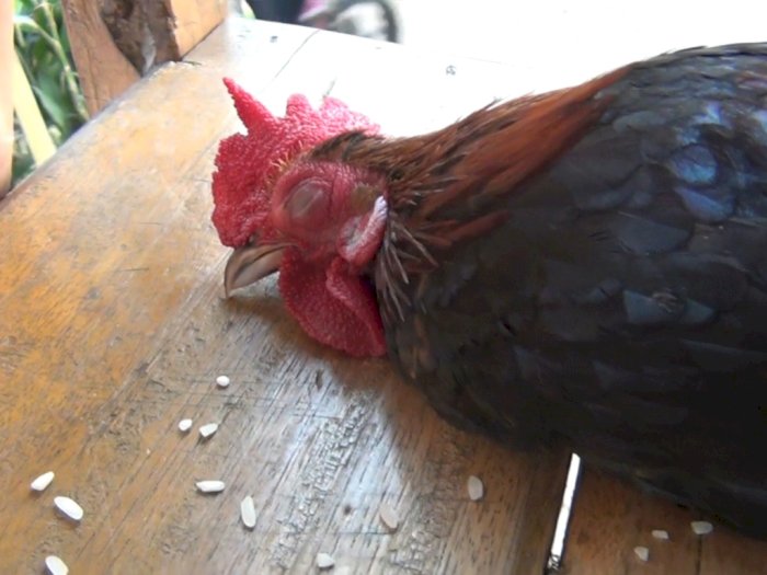 Kocak! Ayam Ini Jago Akting, Sempat Ditawar Ratusan Juta Tapi Ditolak Pemiliknya