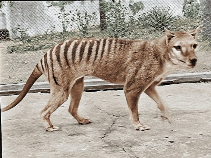 Punah Sejak 1936, Ilmuwan Siap Bangkitkan Harimau Tas Mania dari Tidur Panjangnya
