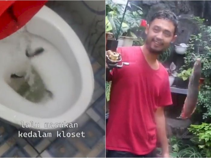 Viral Bibit Lele Dimasukkan Lewat WC Lalu Dipanen di Septic Tank, Netizen Auto Mual!