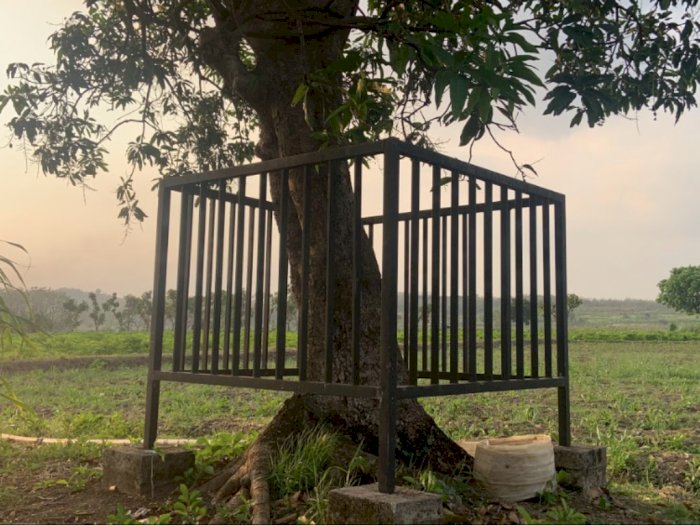 Pohon Keramat di Dusun Memek Konon Dihuni Lelembut, Wanita Haid Dilarang Mendekat