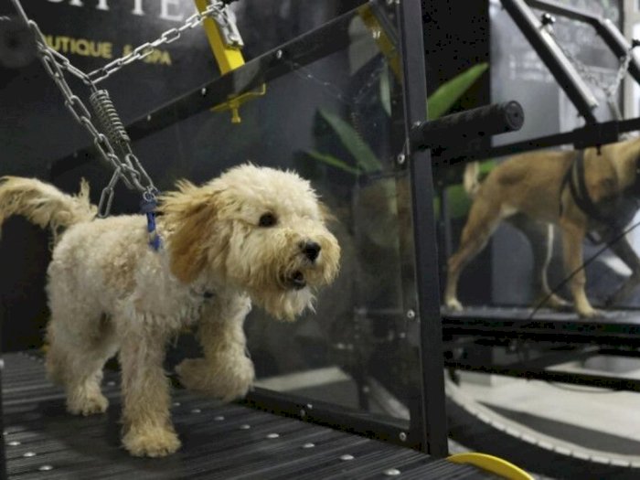 Anjing Olahraga di Gym Khusus Hindari Cuaca Panas di UEA, Pemilik Rela Rogoh Kocek