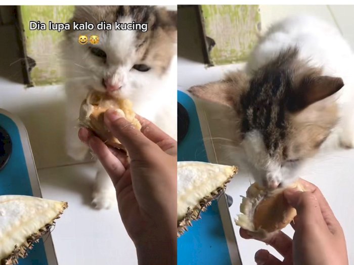  Lupa Jati Diri! Kucing Ini Doyan Makan Buah Durian, Melawan Hukum Alam
