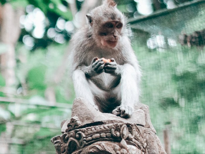 Gokil, Monyet di Bali Gunakan Batu sebagai Mainan Seks! Digosok-gosok ke Alat Kelamin