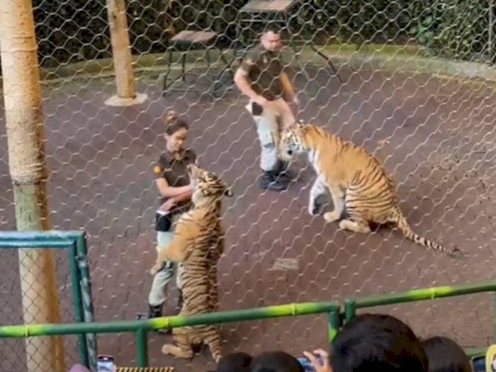 Video Pawang Cantik Digigit Harimau saat Pertunjukan di Taman Safari Bogor, Ini Endingnya