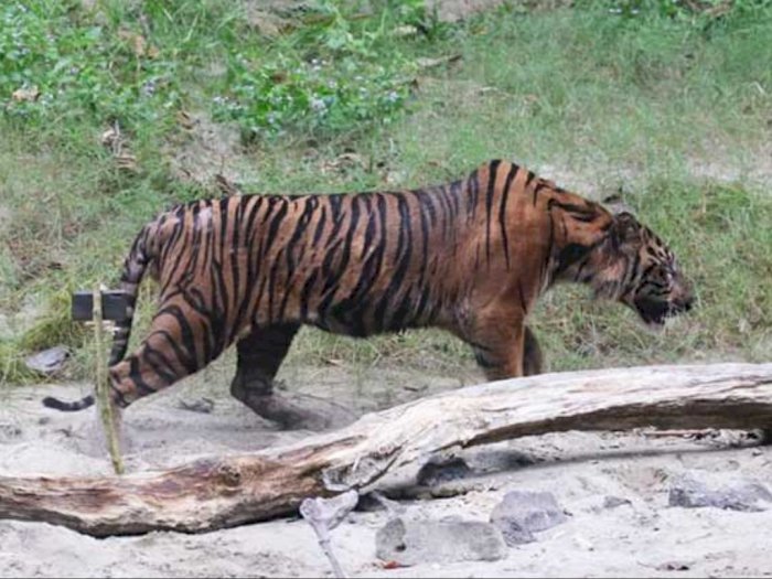 Harimau Masuk Perkebunan Warga di Aceh, Tim BKSDA Turun Atasi Satwa Liar Dilindungi