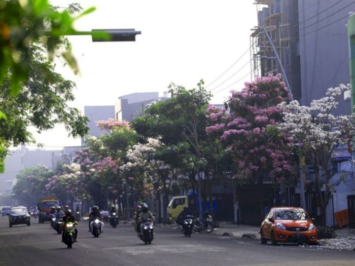 Serasa di Jepang, Indahnya Bunga Tabebuya Bermekaran di Jalan Protokol Surabaya